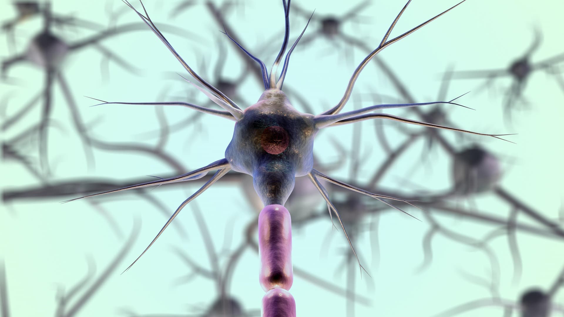 Neurons