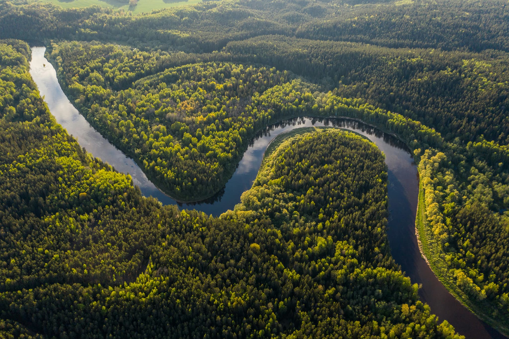 heatwaves forests